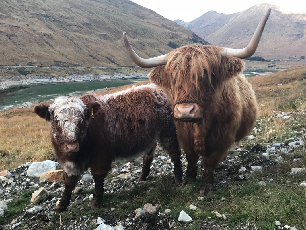 2 brown highland cattle in a glen with a river to the left hand side